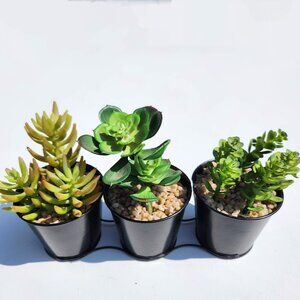 Succulents Trio Faux Plants Office Desk Bookshelf Decor Decorations Greenery Co